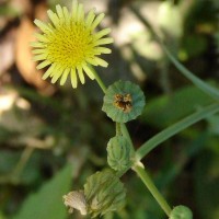 Sonchus oleraceus L.